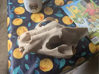 Tiger Skull