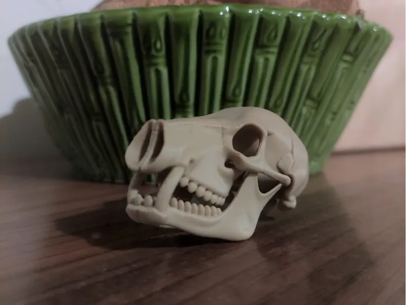 Pig Skull