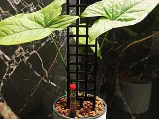 Modular Plant support