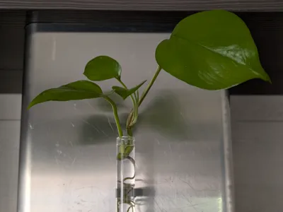 Magnetic Hydroponic Test Tube Holder Ø22mm
