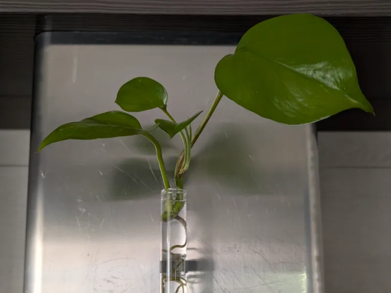 Magnetic Hydroponic Test Tube Holder Ø22mm
