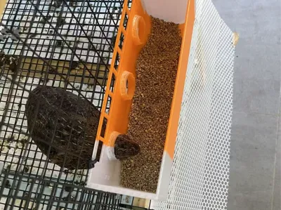 Quail feeder