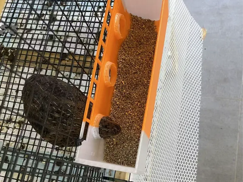 Quail feeder