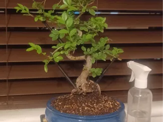 Bonsai Tree branch adjuster