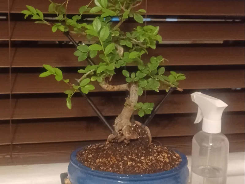 Bonsai Tree branch adjuster