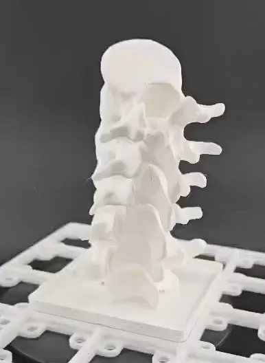 Gridfinity Anatomy: Articulating Lumbar Spine - Free 3D Print Model ...