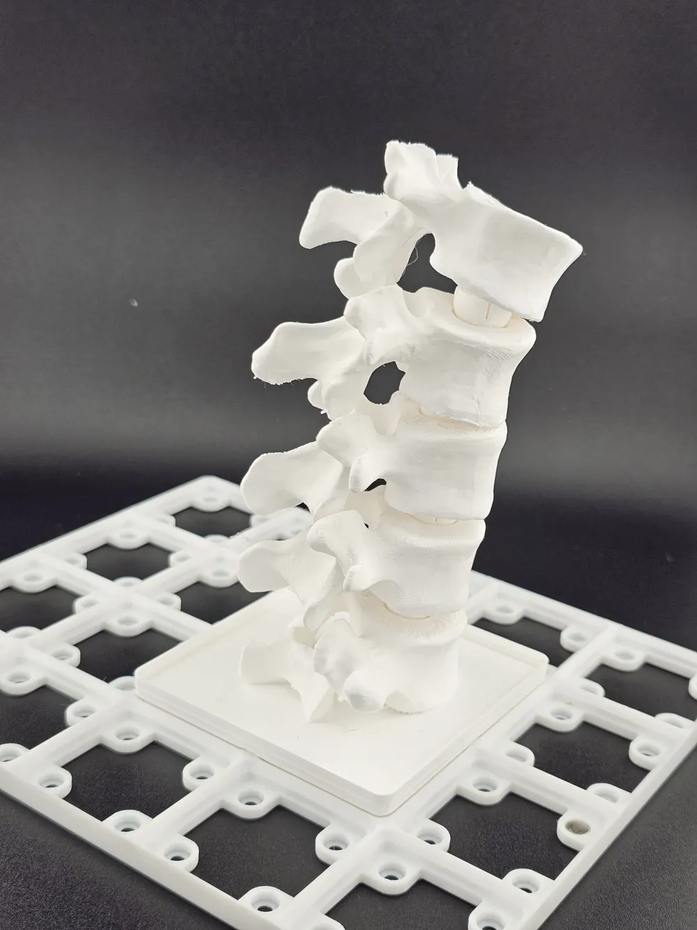 Gridfinity Anatomy: Articulating Lumbar Spine - Free 3D Print Model ...