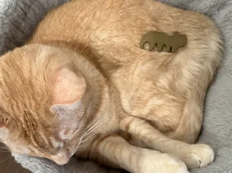 Tiny Cat Comb for Tiny Cat