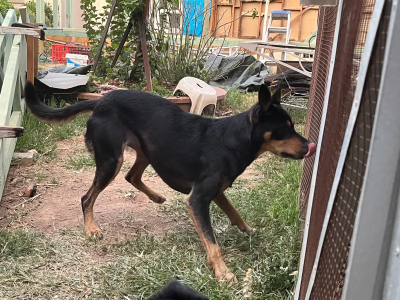 dog miniature kelpie 