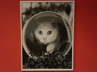 White cat in the tube (Hueforge)