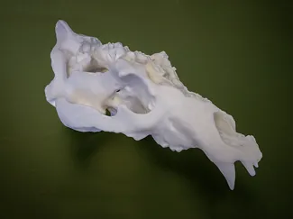 Utah Grizzly Skull – The Legend of Old Ephraim