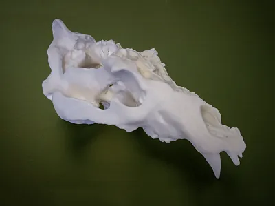Utah Grizzly Skull – The Legend of Old Ephraim