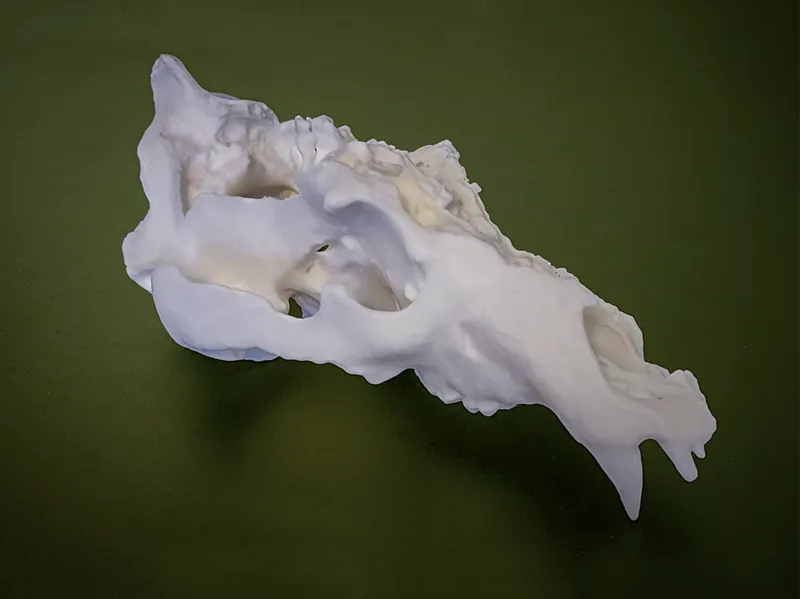 Utah Grizzly Skull – The Legend of Old Ephraim