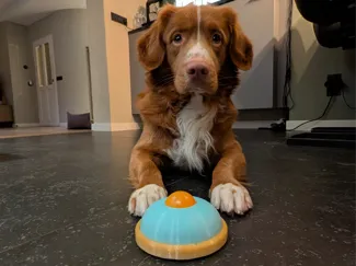 Pet Yogurt Licker
