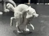 Small (55mm) Unpainted - 0.2mm layer, 2 walls, 8% infill
