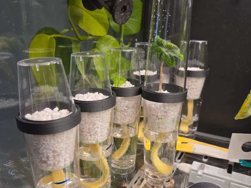 Corm Cup Lid Holders(Dollar Tree Shot Glasses)