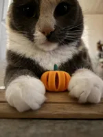 The pumpkin to put inside