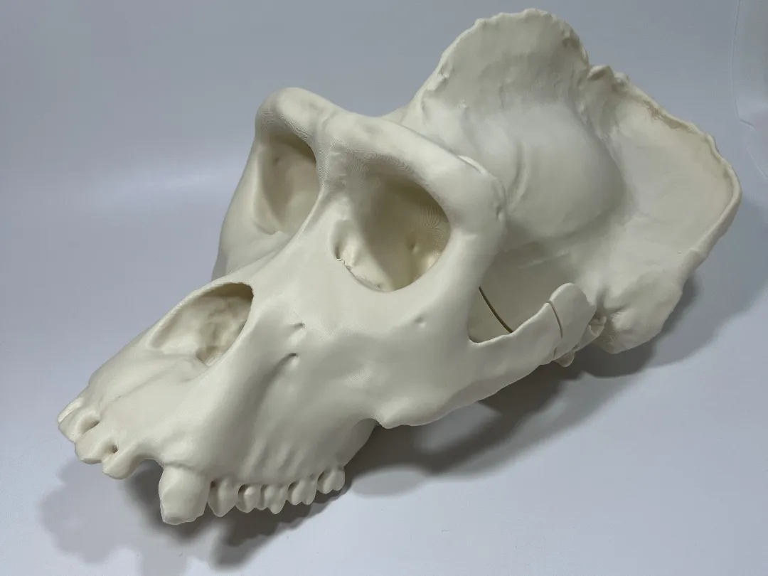 Réplique de crâne de gorille mâle