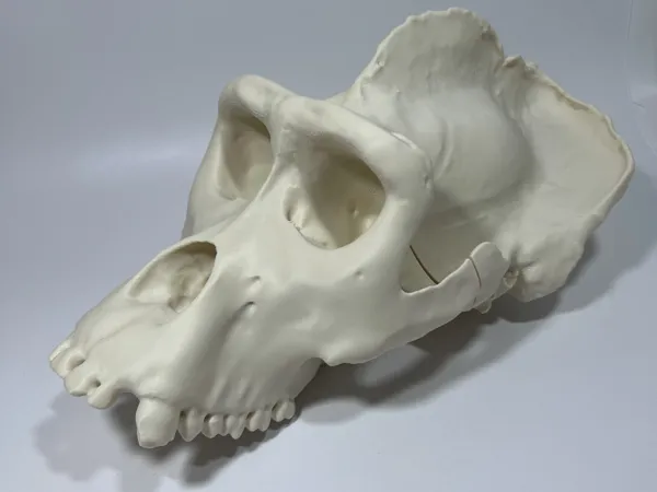 Réplique de crâne de gorille mâle