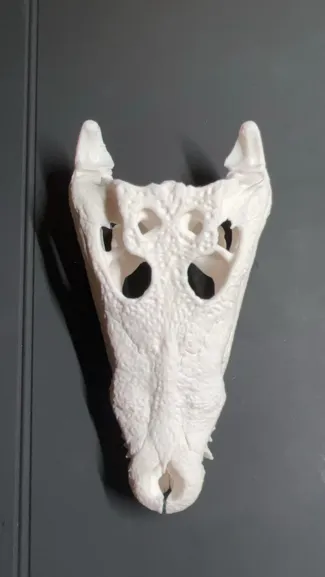Crocodylus_moreletii skull