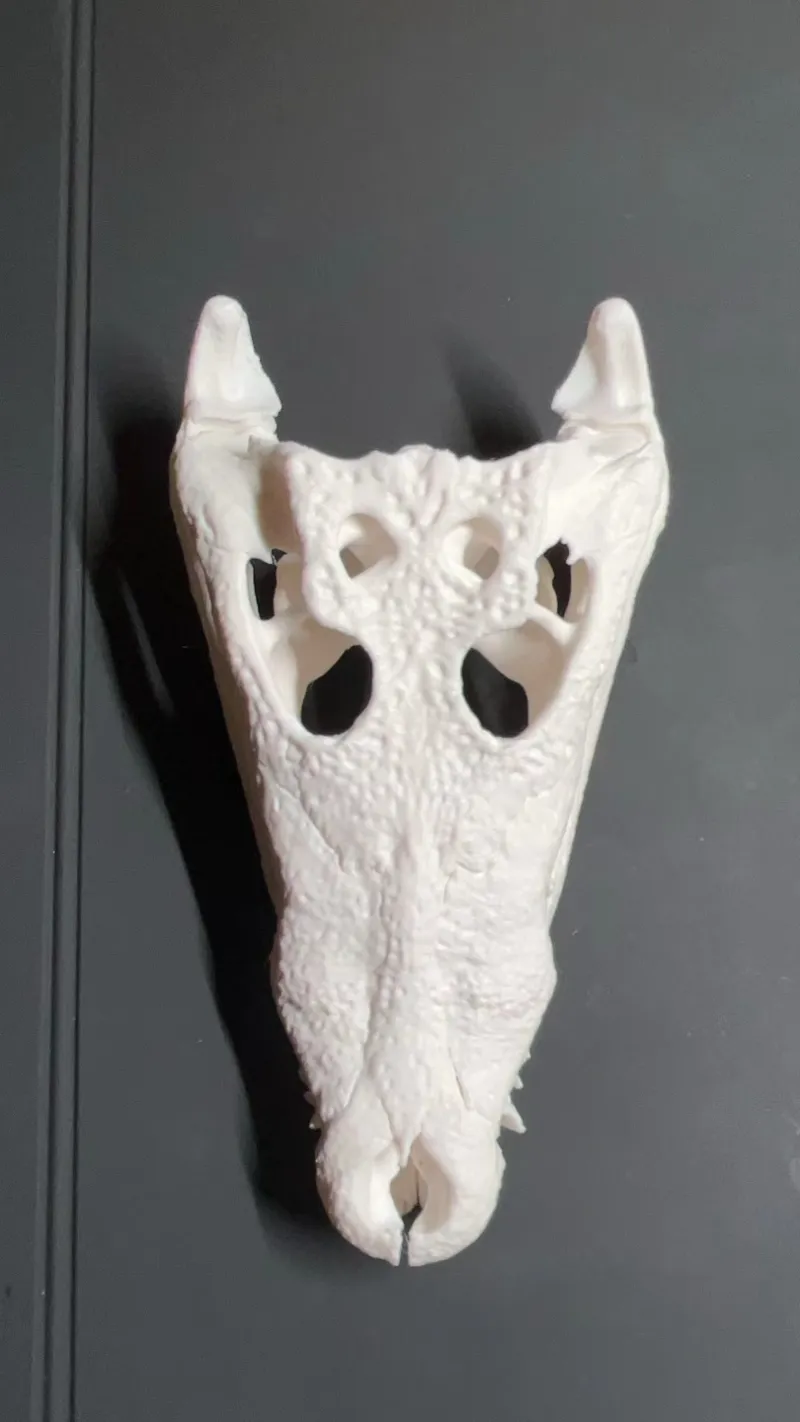 Crocodylus_moreletii skull