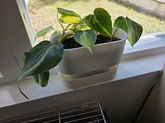 Wide self watering pot