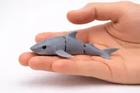 Shark Multicolor