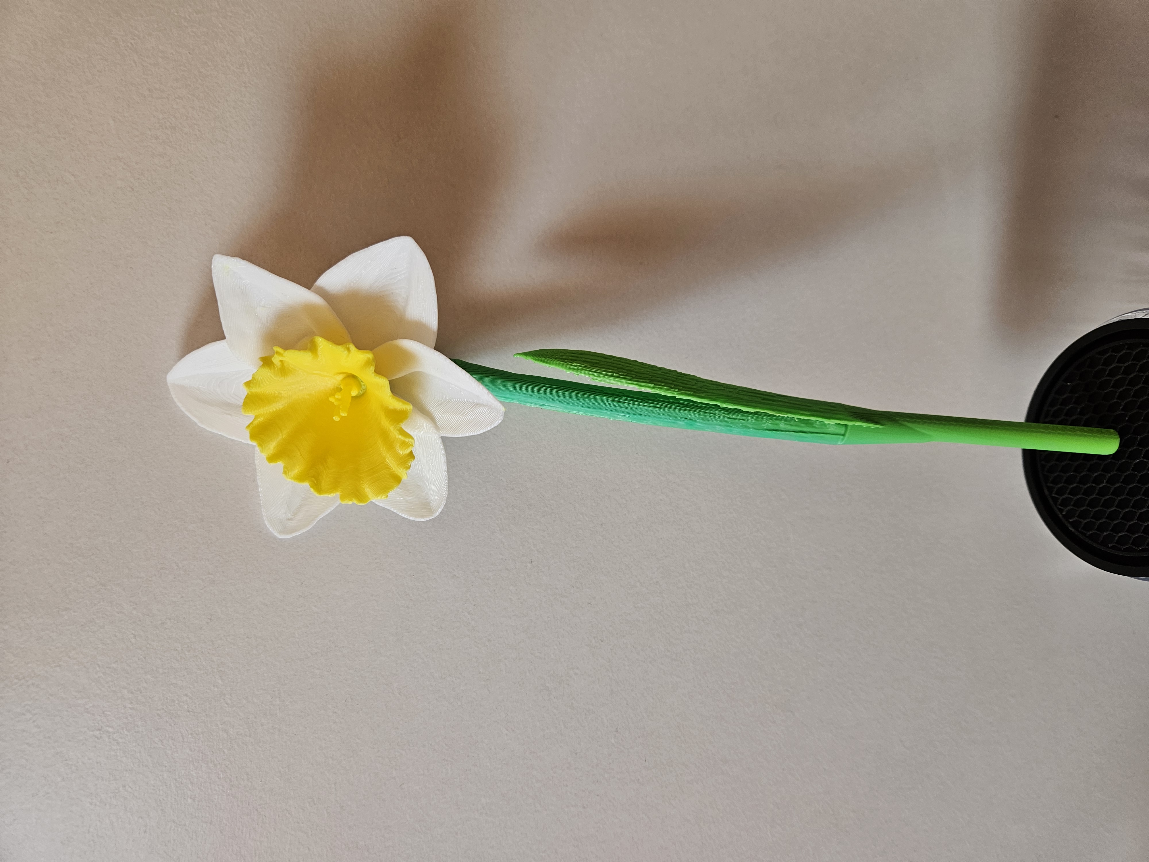 Miniatura 4 do modelo 3D Daffodil