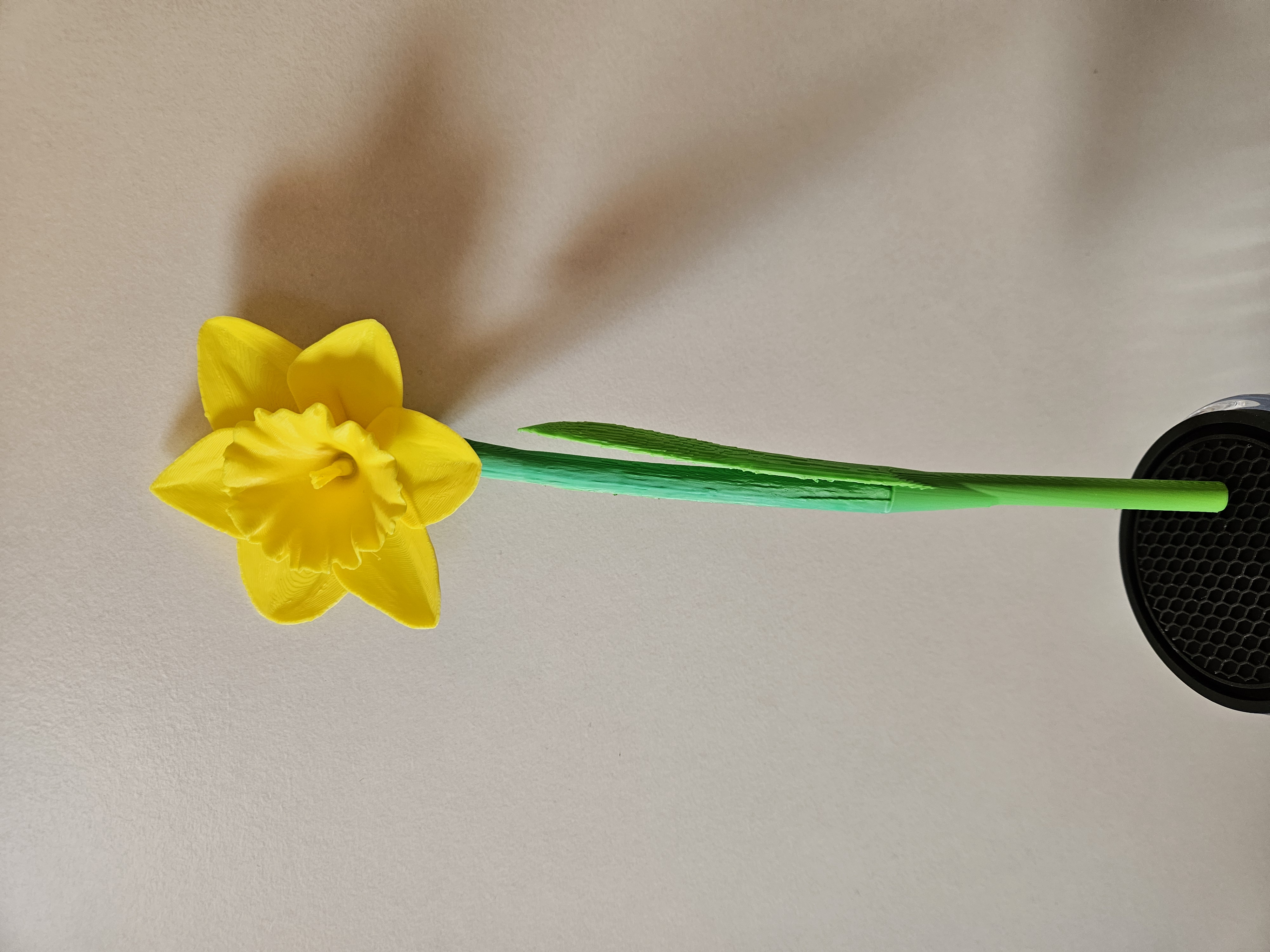 Miniatura 5 do modelo 3D Daffodil