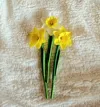 Little Size of Daffodil (for Flower Box) - A1 Mini