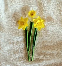 Little Size of Daffodil (for Flower Box) - A1 Mini