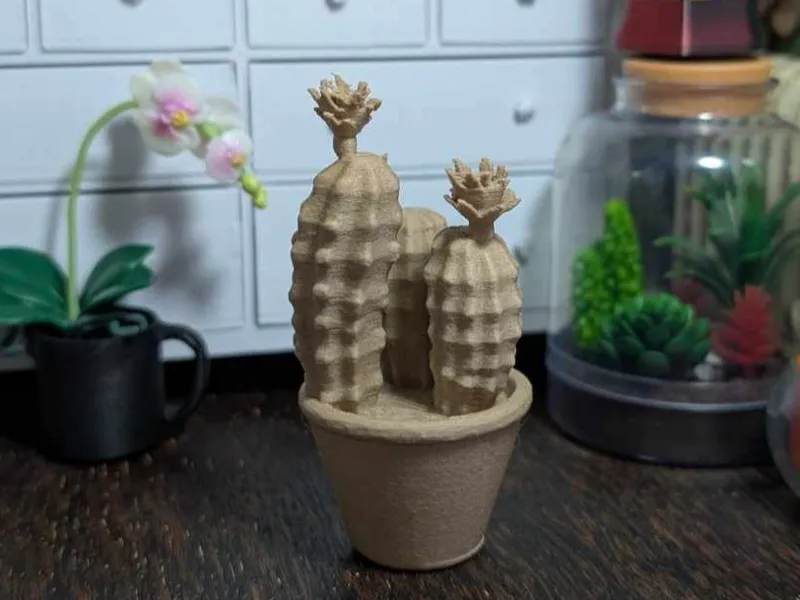 Cactus Wishy