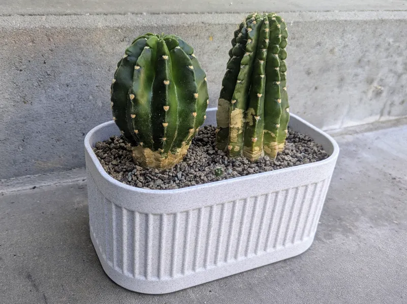 Large Cactus Planter