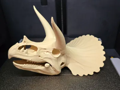 Triceratops Skull