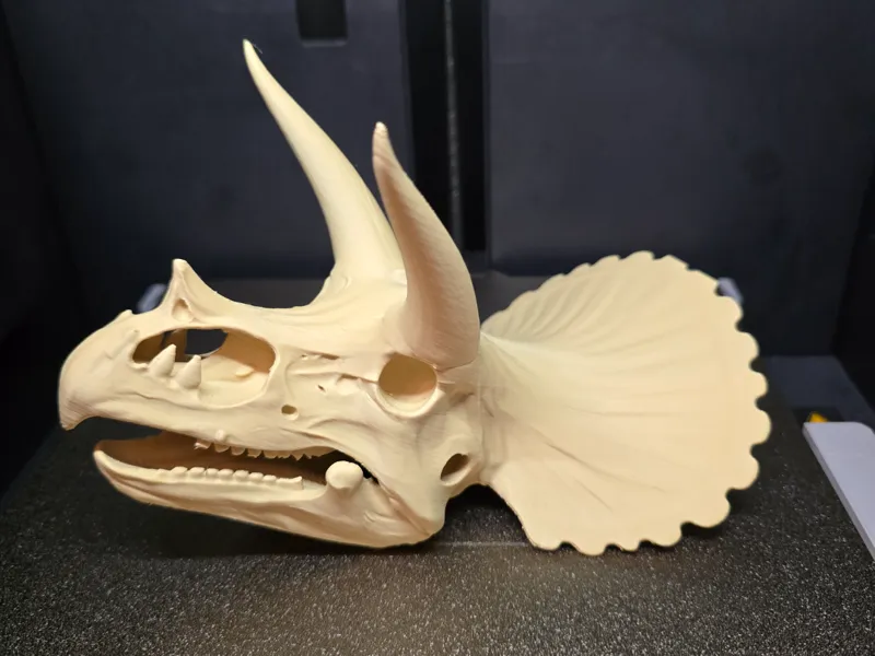 Triceratops Skull