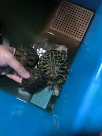 mini最大可打6.5cm高