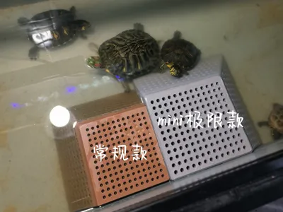 Turtle Tank Basking Platform with Waste Collector