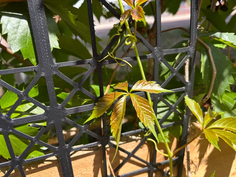 Vine Trellis