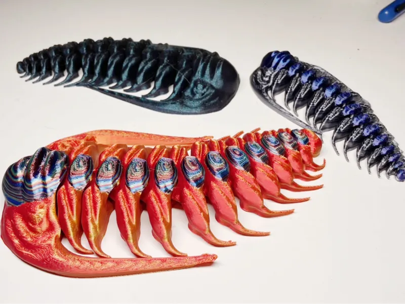Trilobite: Paradoxides elegans
