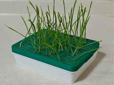 Cat Grass Hydroponic Box