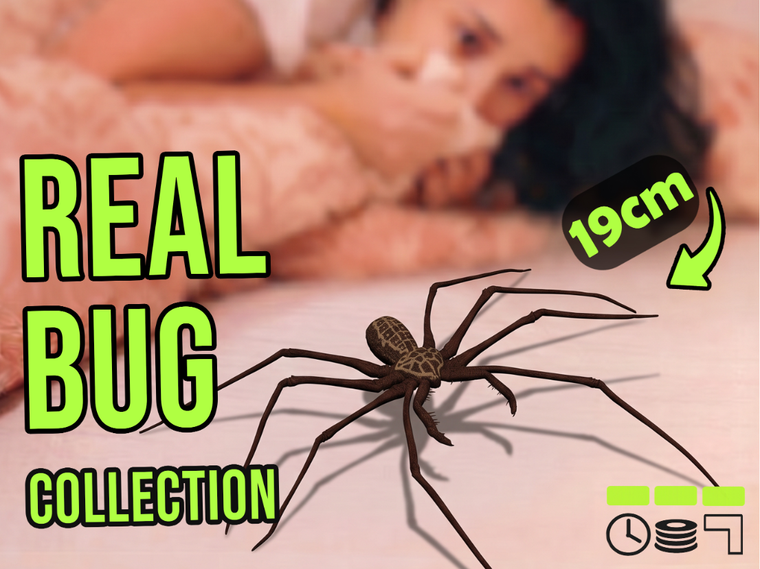 Real Bug - Whip Spider