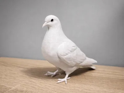 Dove, Pigeon - Bird - Animal 