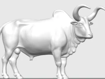 Cow Fighting วัวชนเมืองไทย