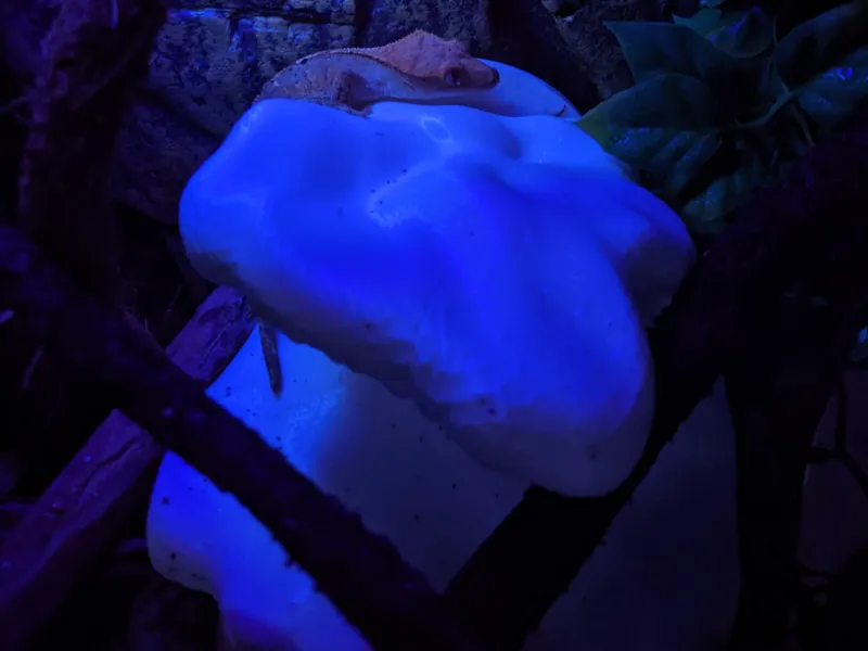 Gecko Ledge