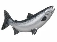 26 inch King Salmon