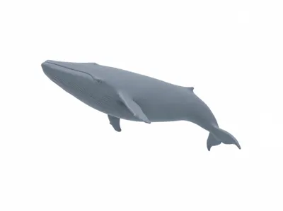 Blue Whale | Largest Animal on Earth
