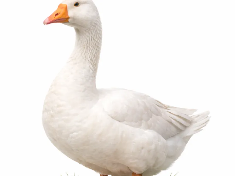 Goose