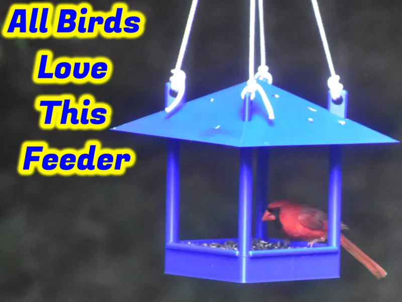 Covered Tray Bird Feeder
