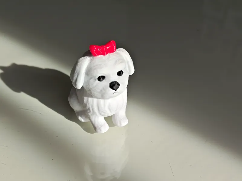 Maltese puppy