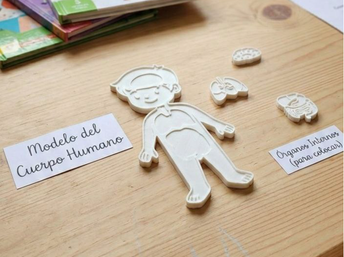 Cuerpo humano educativo chico